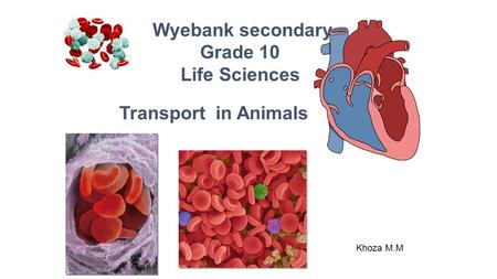 Wyebank secondary Grade 10 Life Sciences Transport in Animals