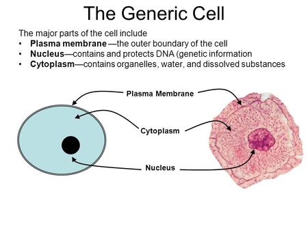 The Generic Cell The major parts of the cell include Plasma membrane —the outer boundary of the cell Nucleus—contains and protects DNA (genetic information.