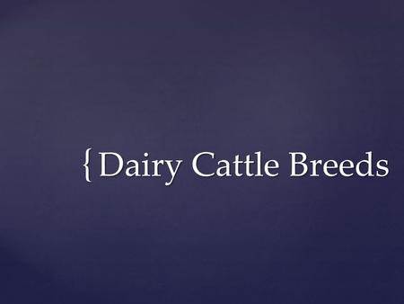 { Dairy Cattle Breeds.  Origin: Scotland (late 1700’s)  Imported to the US in the 1800’s  Description of breed:  Red and White with the shade of red.