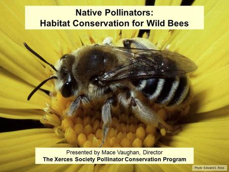 Native Pollinators: Habitat Conservation for Wild Bees