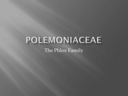 PolemoniaceaE The Phlox Family.