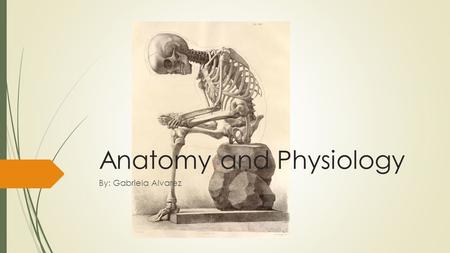 Anatomy and Physiology By: Gabriela Alvarez. The Human Body  Human body has a head, neck, trunk (thorax, abdomen), two arms and hands and two legs and.