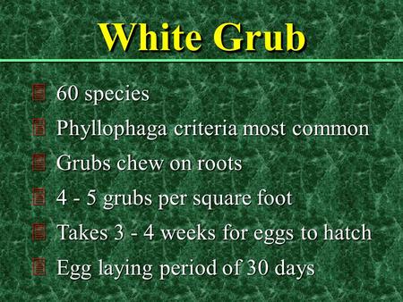 White Grub 360 species 3Phyllophaga criteria most common 3Grubs chew on roots 34 - 5 grubs per square foot 3Takes 3 - 4 weeks for eggs to hatch 3Egg laying.