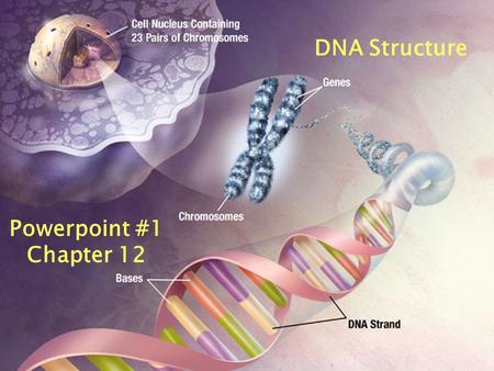 DNA Structure DNA Structure Powerpoint #1 Chapter 12.