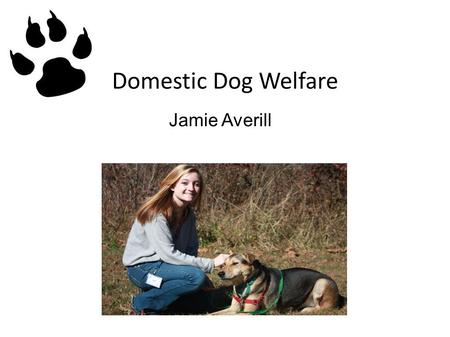 Domestic Dog Welfare Jamie Averill. Domestic Dog Welfare ● Research Paper ● Product ● Mentor.