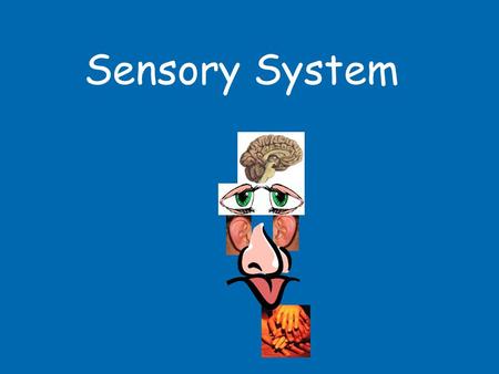 Sensory System. 1B3 Sensory System OB30locate the main parts of the eye on a model or diagram and describe the function of the cornea, iris, lens, pupil,