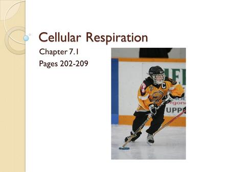 Cellular Respiration Chapter 7.1 Pages 202-209.