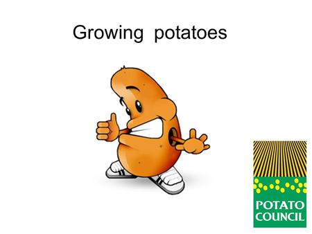 Growing potatoes. Potatoes come from a plant. Where are the potatoes?