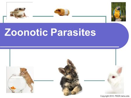 Zoonotic Parasites Copyright 2010. PEER.tamu.edu.