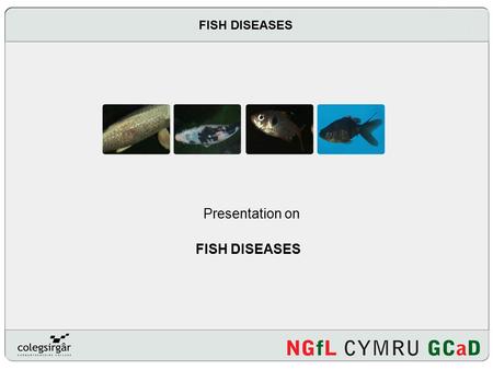 Presentation on FISH DISEASES