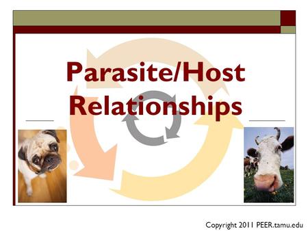 Parasite/Host Relationships Copyright 2011 PEER.tamu.edu.