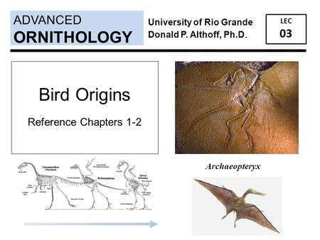 ADVANCED LEC 03 ORNITHOLOGY University of Rio Grande Donald P. Althoff, Ph.D. Archaeopteryx Bird Origins Reference Chapters 1-2.