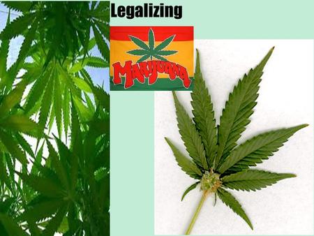Legalizing. How many people do you know who have suffered severe consequences from smoking marijuana?