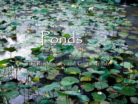 Ponds By Ria Mooney and Greta Mcnab. Contents 1. W hat is a pond? 2. P ond life 3. W here does the water come from? 4. T hreats 5. G allery 6. B ibliography.