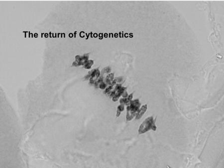 The return of Cytogenetics. Meadowfoam meiosis Metaphase I Anaphase I n n 2n Reduction division.
