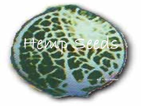 Hemp Seeds BY: Kristi Rebbert. Description Hemp seed comes in a few forms: whole, hulled, oil, or as meal. The whole hemp seeds are light brown in color.