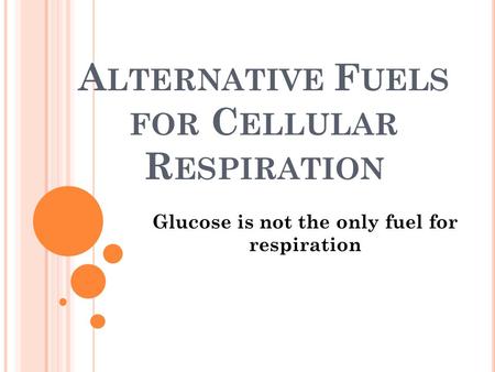 A LTERNATIVE F UELS FOR C ELLULAR R ESPIRATION Glucose is not the only fuel for respiration.