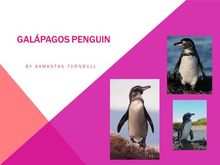 Galápagos Penguin By Samantha Turnbull.