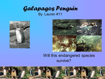 Galapagos Penguin By: Lauren #11 Will this endangered species survive?