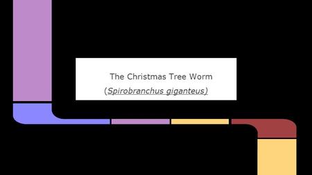 The Christmas Tree Worm (Spirobranchus giganteus)