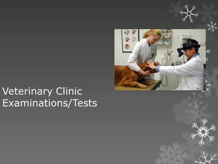 Veterinary Clinic Examinations/Tests
