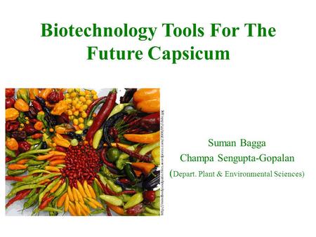 Biotechnology Tools For The Future Capsicum Suman Bagga Champa Sengupta-Gopalan ( Depart. Plant & Environmental Sciences)