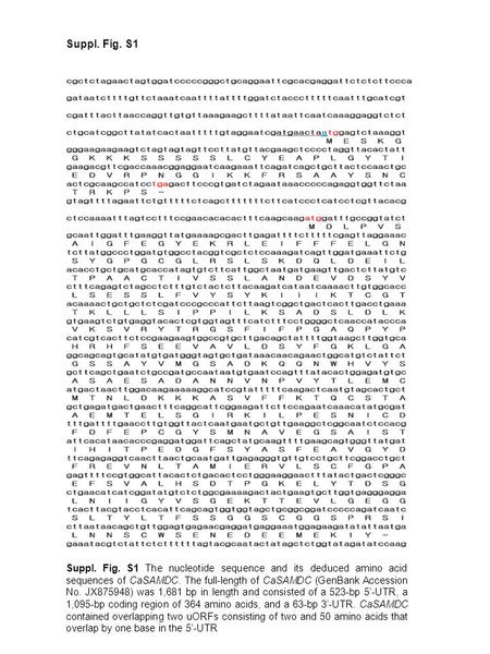 Suppl. Fig. S1 Suppl. Fig. S1 The nucleotide sequence and its deduced amino acid sequences of CaSAMDC. The full-length of CaSAMDC (GenBank Accession No.