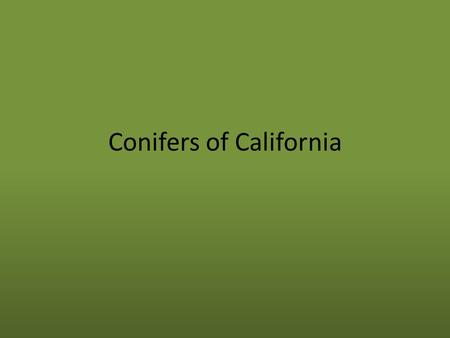 Conifers of California. What is a Conifer? The name ‘conifer’ comes from Latin and means ‘cone bearing’. All conifers bear their male and female reproductive.