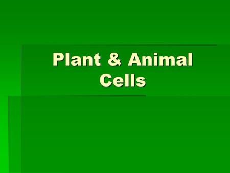 Plant & Animal Cells.
