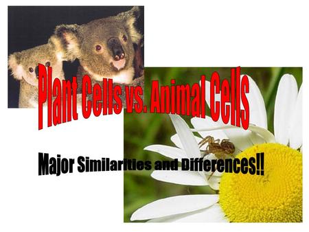 Question of the Day? Why would plant and animal cells have some similarities and some differences?? Hmmm… Think about the differences in each organisms.