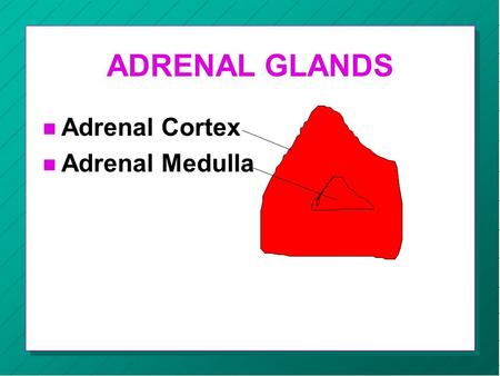 ADRENAL GLANDS n Adrenal Cortex n Adrenal Medulla.