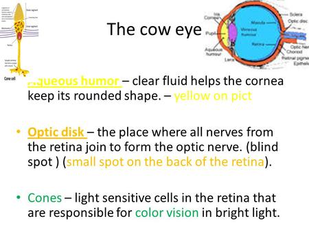 The cow eye Aqueous humor – clear fluid helps the cornea keep its rounded shape. – yellow on pict Optic disk – the place where all nerves from the retina.
