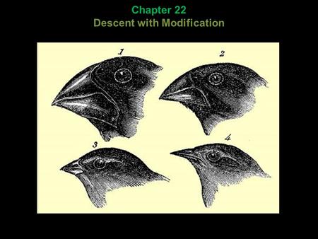 Chapter 22 Descent with Modification. Darwin’s context: Chapter 22 Descent with Modification.