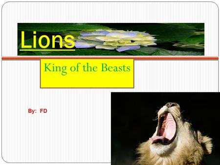 Lions King of the Beasts By: FD.