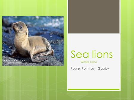 Power Point by: Gabby Sea lions Water Lions. Introduction  My animals name is sea lions.  Its scientific name is Pinnipeds Finfooed.  There are different.