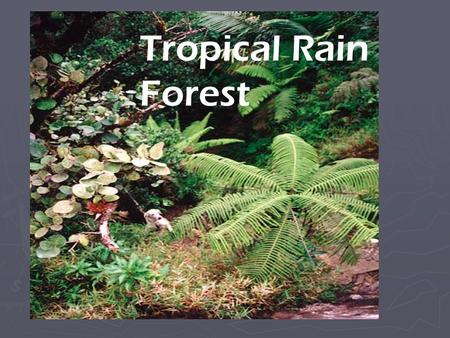 Tropical Rain Forest Tropical Rain Forest.