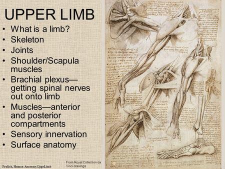 UPPER LIMB What is a limb? Skeleton Joints Shoulder/Scapula muscles