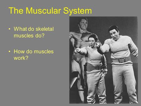 The Muscular System What do skeletal muscles do? How do muscles work?