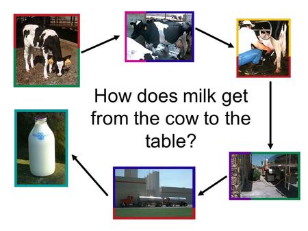 How does milk get from the cow to the table?
