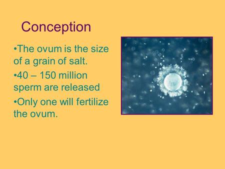 Conception The ovum is the size of a grain of salt. 40 – 150 million sperm are released Only one will fertilize the ovum.
