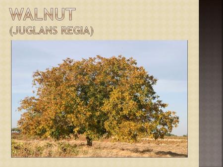 Walnut (juglans regia)