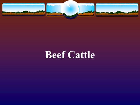 Beef Cattle.