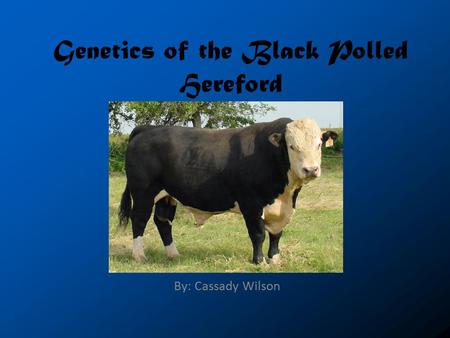 Genetics of the Black Polled Hereford By: Cassady Wilson.