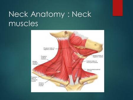 Neck Anatomy : Neck muscles