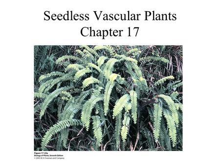Seedless Vascular Plants Chapter 17. True or False. –Nonvascular plants include the algae and bryophytes. –Vascular plants include lycophytes, ferns,
