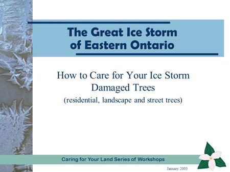 Caring for Your Land Series of WorkshopCaring for Your Land Series of Workshops The Great Ice Storm of Eastern Ontario How to Care for Your Ice Storm Damaged.