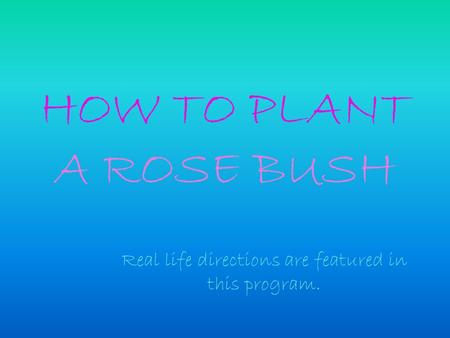 HOW TO PLANT A ROSE BUSH Real life directions are featured in this program.
