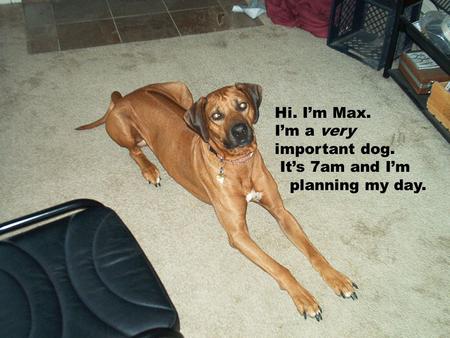 Hi. I’m Max. I’m a very important dog. It’s 7am and I’m planning my day.
