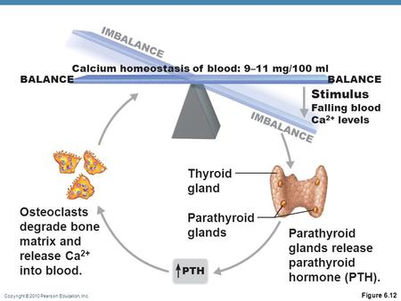 Copyright © 2010 Pearson Education, Inc. Figure 6.12 Osteoclasts degrade bone matrix and release Ca 2+ into blood. Parathyroid glands Thyroid gland Parathyroid.