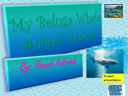 To start presentation Beluga Whale Body Characteristics Body Characteristics Let’s learn about the Beluga Whale’s body characteristics. Beluga whales.